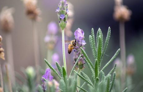 Čebelarji danes po vsej državi sadijo medovite rastline