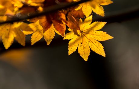 Brez skrbi, mraz le začasen: Meteorologi napovedujejo, da toplih obdobij še ni konec!