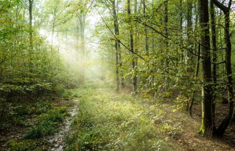 Vreme: Jutri bodo padavine ponehale