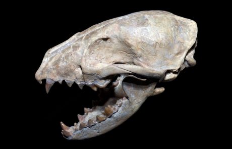 Angleži odkrili fosile naših najbolj zgodnih prednikov