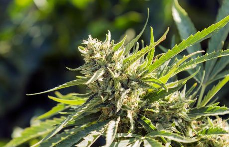 Predstavniški dom ameriškega kongresa podprl legalizacijo marihuane