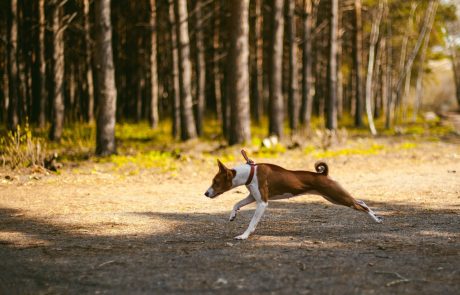 POZOR: Zaradi cepljenja lisic je prosto sprehajanje psov prepovedano!