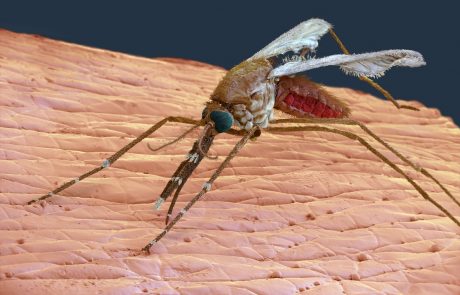 Komar mrzličar, ki lahko prenaša malarijo, se je razširil celo na sever Evrope