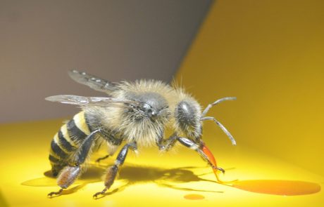 Svetovni dan čebel v Slovenijo privabil mnoge tuje goste
