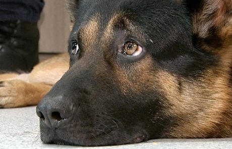 Policijski pes v Rovinju izvohal več kot pol kilograma marihuane