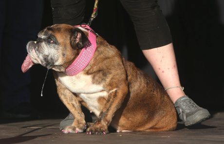 Psička Zsa Zsa si je prislužila uraden naslov najgršega psa na svetu