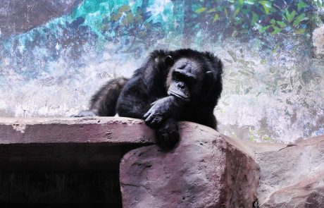 V požaru v nemškem živalskem vrtu poginilo več deset opic