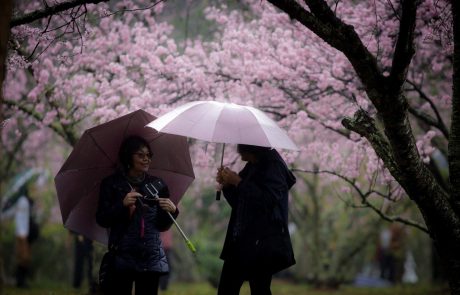 Japonske češnje vzcvetele pol leta prezgodaj