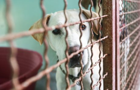 Alarmantno stanje: Zavetišča za zapuščene živali “pokajo po šivih”