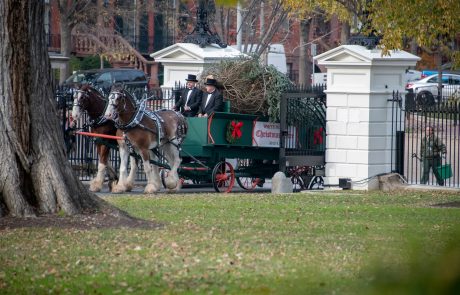 Prazniki so pred vrati: Melania Trump sprejela v dar božično drevo Bele hiše (Video)