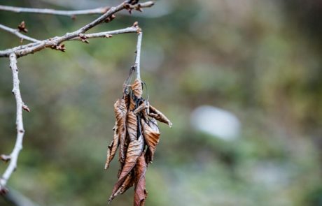 Danes in jutri se bo sonce verjetno pokazalo le na Primorskem