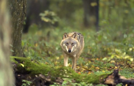 Veliko število Slovencev s peticijo poziva k spoštovanju volka in medveda v naših gozdovih