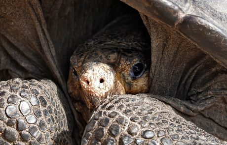Znanstveniki našli orjaško želvo, za katero so mislili, da je izumrla pred 100 leti