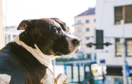 Na Dunaju obvezni tečaji za bodoče lastnike psov, ne glede na pasmo