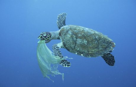 Znanstveniki odkrili razlog, zakaj je plastika tako usodna za morske želve