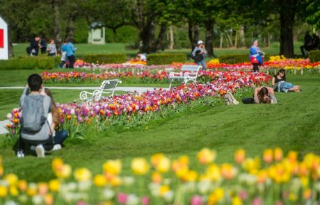 V Arboretumu Volčji Potok letos že 30. razstava tulipanov, na ogled kar 350 različnih sort tulipanov