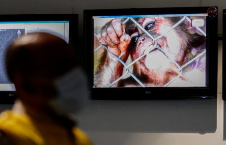 Belgija odredila obvezno karanteno zaradi opičjih koz