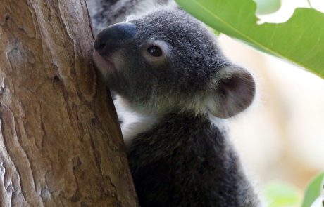 Žalostno: V požarih v Avstraliji verjetno poginilo več kot 2000 koal