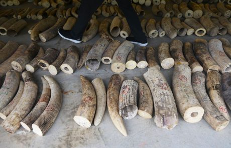 Singapur zasegel za skoraj rekordnih 50 milijonov dolarjev slonovine in lusk luskavcev
