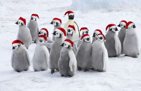 Pingvini v londonskem akvariju si čas med pandemijo krajšajo z gledanjem božičnih filmov
