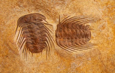 Znanstveniki odkrili najstarejši dokaz o skupinskem vedenju izumrlih živali