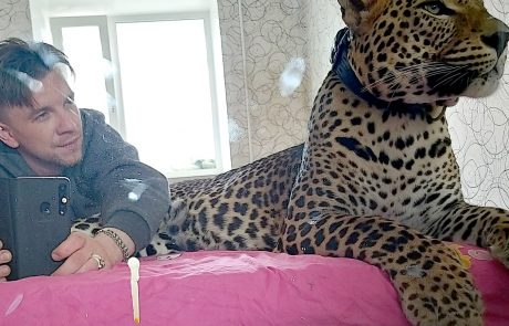 Dal odpoved v ZOO, zato je leopard padel v depresijo – sedaj živita skupaj