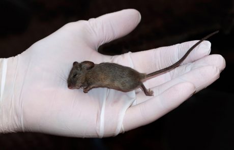 Kemijski inštitut bo testiral cepivo proti koronavirusu na miših