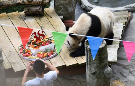 Babi panda: Najstarejši predstavnici svoje vrste priredili bučno rojstnodnevno zabavo