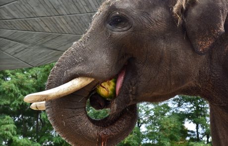 Živčne slone bodo zdravili z marihuano