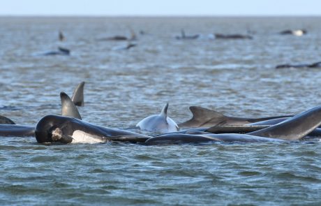 Na obali Tasmanije poginilo 380 nasedlih kitov