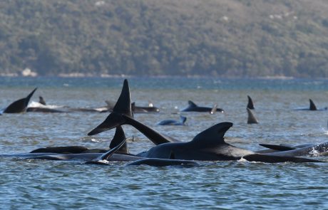 Reševalci so danes potrdili, da so doslej rešili 94 kitov, ki so ta teden nasedli na zahodni obali Tasmanije