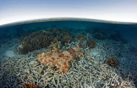 Veliki koralni greben od devetdesetih izgubil več kot polovico koral
