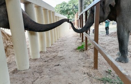 “Najbolj osamljeni slon na svetu” Kaavan končno ni več osamljen in spoznava nove prijatelje