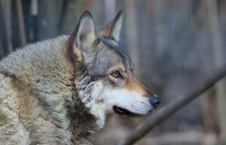 Izlet na Hrvaško je bil za slovenskega volka Antona usoden