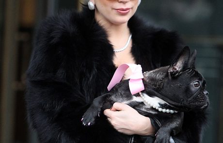 Lady Gaga dobila nazaj svoja ugrabljena psa