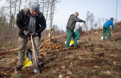 V Sloveniji lani posadili skoraj dva milijona dreves