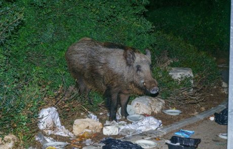 Prebivalci Zagreba v strahu pred divjimi svinjami, ki se ponoči vse bolj približujejo središču mesta