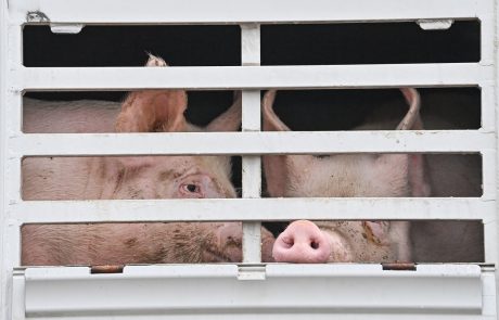 Zakaj veterinarji nasprotujejo večji zaščiti živali pred mučenjem?