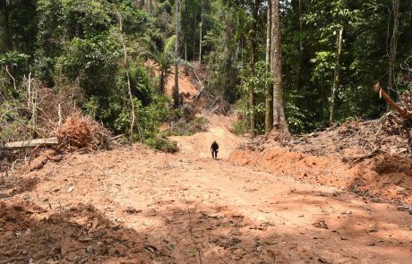 Brazilija se požvižga na podnebne spremembe: Krčenje amazonskega pragozda v lanskem letu povečali za 22%