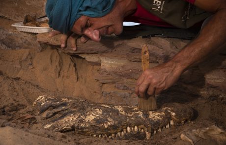 Arheologi v grobnici v Egiptu našli deset mumificiranih krokodilov