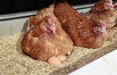 Našla jajce in ga dala v kokošje gnezdo, nato pa jo je pričakalo presenečenje