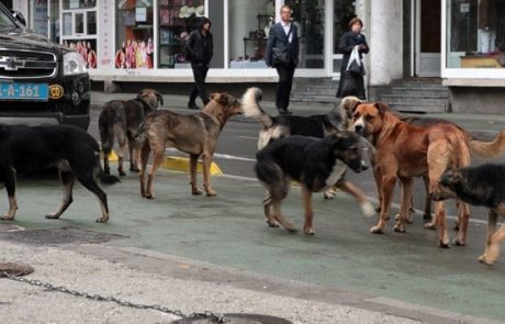 Za papeža bodo v Sarajevu pobili 12.000 potepuških psov