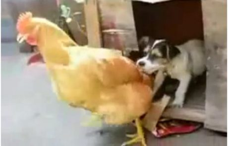 Psiček je hotel poseksati kokoš