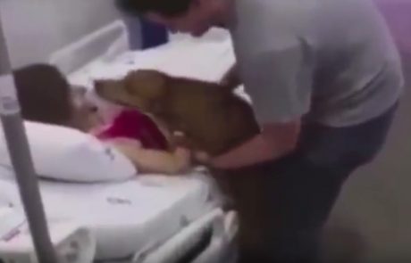 Video, ki vam bo ogrel srce: Psička v bolnišnici še zadnjič vidi svojo lastnico