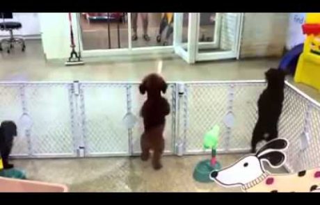 Reakcija tega psička, ko ugleda lastnika, je ljubka in smešna za umret (video)