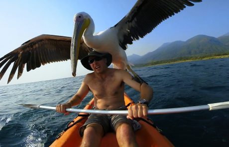 Čudovita zgodba o prijateljstvu med pelikanom in moškim, ki mu je rešil življenje (video)