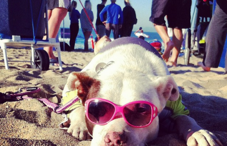 FOTO: Utrinki s pasje zabave na plaži