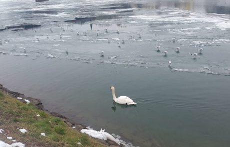 Iz Drave potegnili osem poginulih labodov