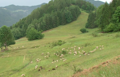 FOTO: Je medved, ki pokončal devet ovc, nevaren tudi ljudem?