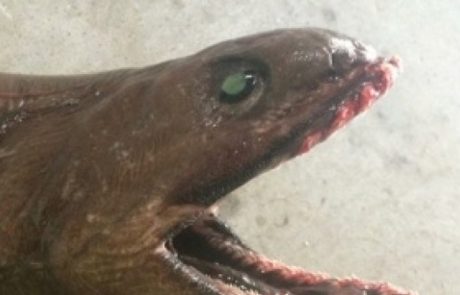FOTO: Kaj je ta grozljiva morska pošast, ki so jo ujeli v Avstraliji?